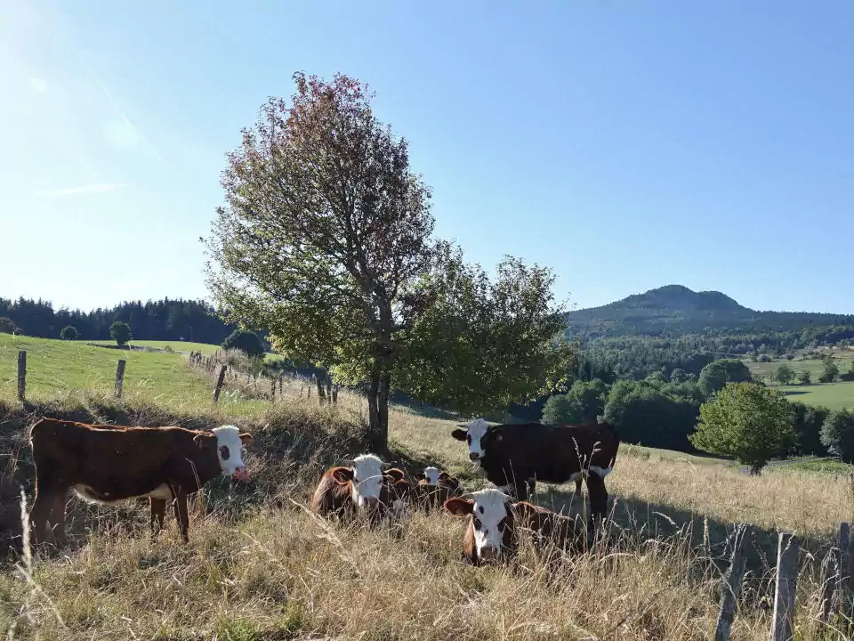 Vue de paysages et de champs avec des vaches