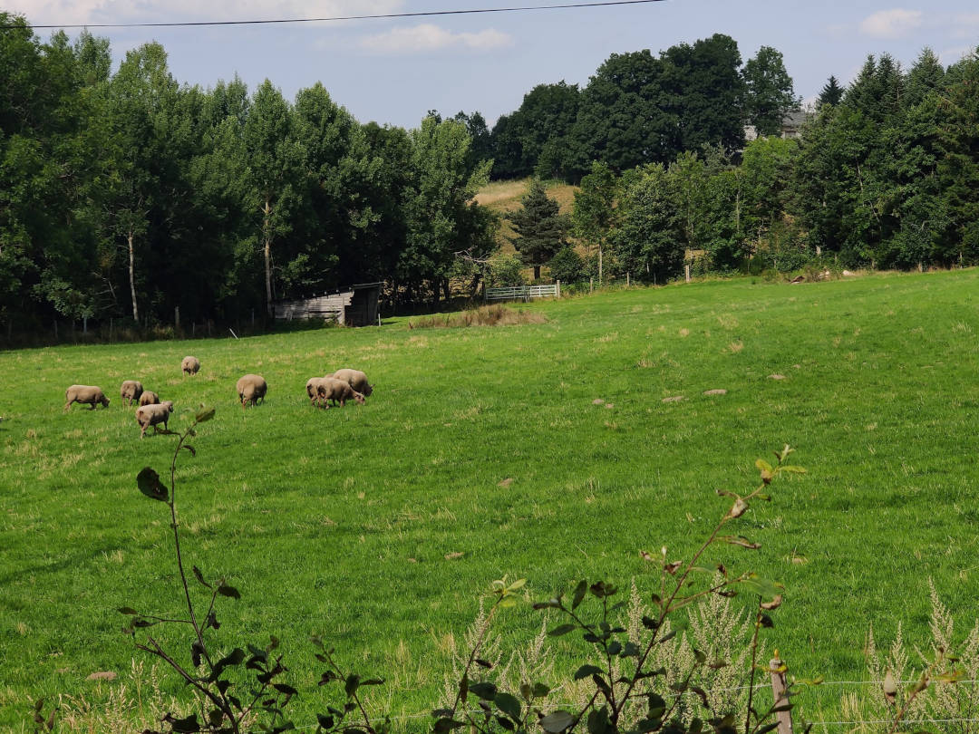 Vue depuis la terrasse extérieur sur les champs où quelques moutons se promènent